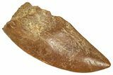 Raptor Tooth - Real Dinosaur Tooth #371486-1